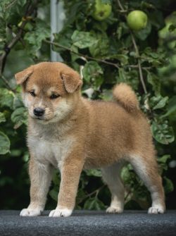 picture of dog
