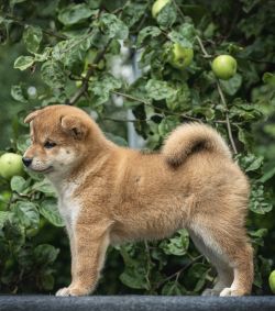 picture of dog