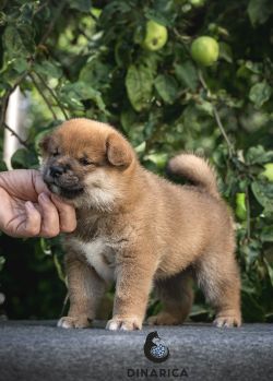 picture of dog