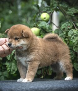 picture of dog