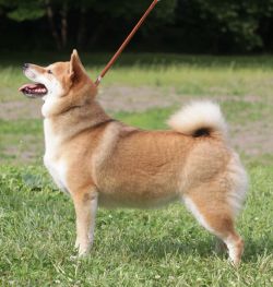 picture of dog
