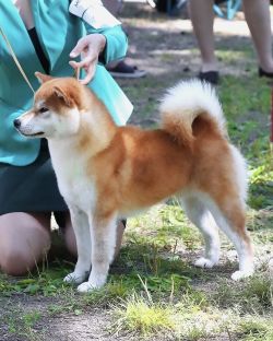 picture of dog