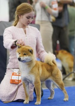 picture of dog