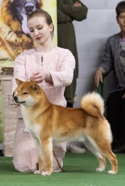 picture of dog