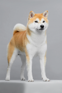 picture of dog