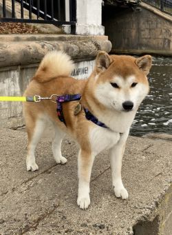 picture of dog