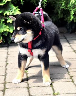 picture of dog