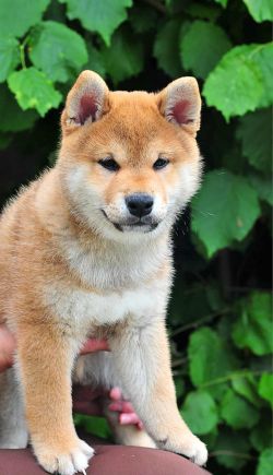 picture of dog