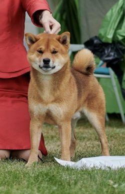 picture of dog