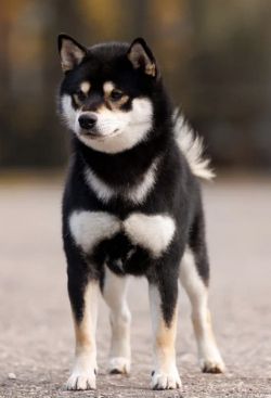 picture of dog