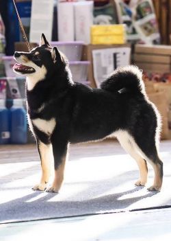 picture of dog