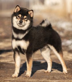 picture of dog