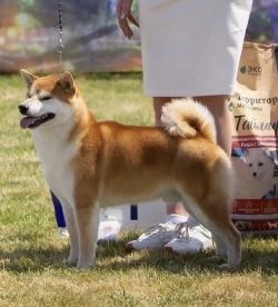 picture of dog