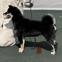 picture of dog