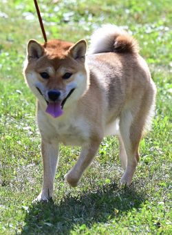 picture of dog