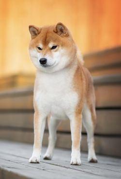 picture of dog