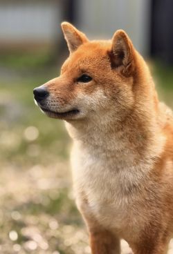 picture of dog