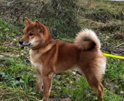 picture of dog