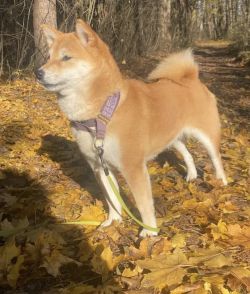 picture of dog