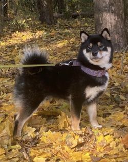 picture of dog