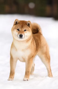 picture of dog