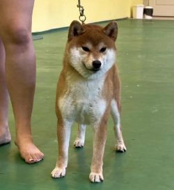 picture of dog