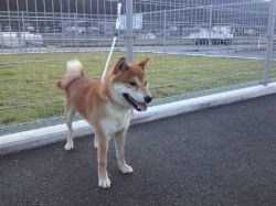 picture of dog