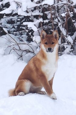 picture of dog