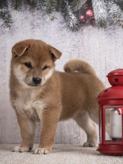picture of dog