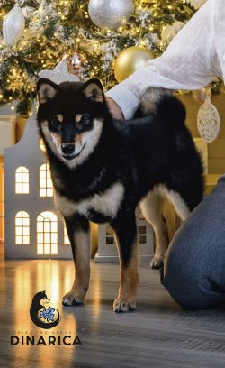 picture of dog