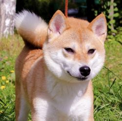 picture of dog