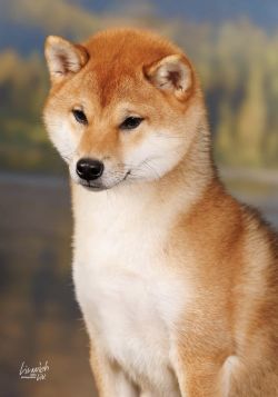 picture of dog