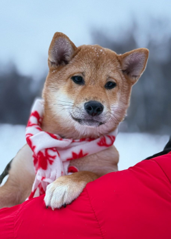 picture of dog