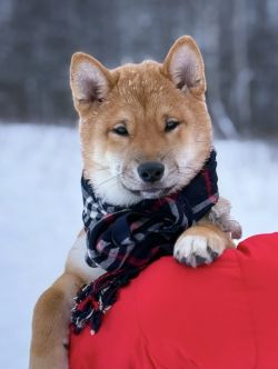 picture of dog
