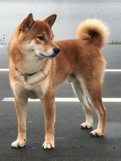 picture of dog