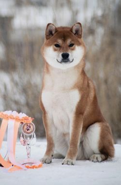 picture of dog