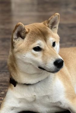 picture of dog