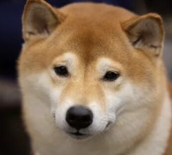 picture of dog