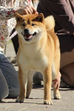 picture of dog