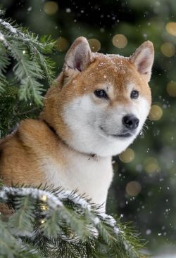 picture of dog