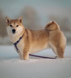 picture of dog