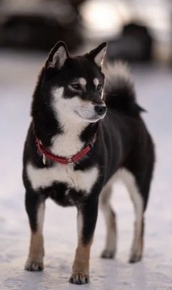 picture of dog