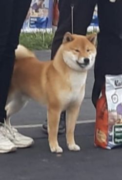 picture of dog
