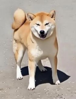 picture of dog
