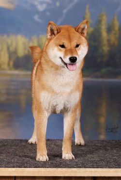 picture of dog