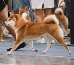 picture of dog