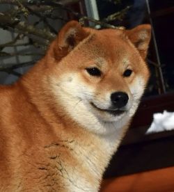 picture of dog