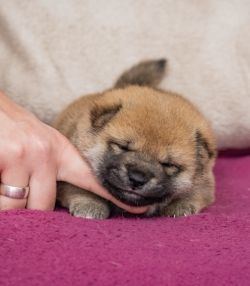 picture of dog