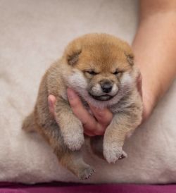 picture of dog