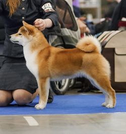 picture of dog